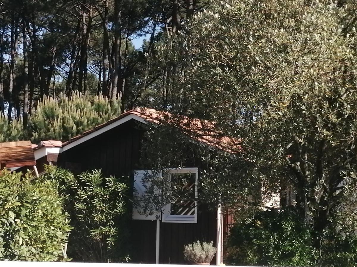 Maison Familiale En Bois Avec Piscine, Proche Du Bassin Gujan-Mestras Zewnętrze zdjęcie